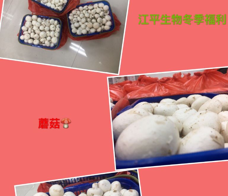xc sports(中国区)-官方网站